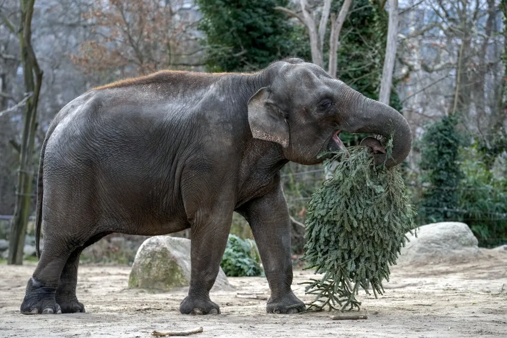 Los elefantes del zoológico de Berlín disfrutan árboles de Navidad como parte de una tradición festiva