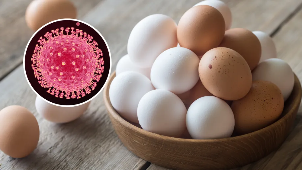 Low Risk of Bird Flu from Eggs Amid Outbreak in the U.S.