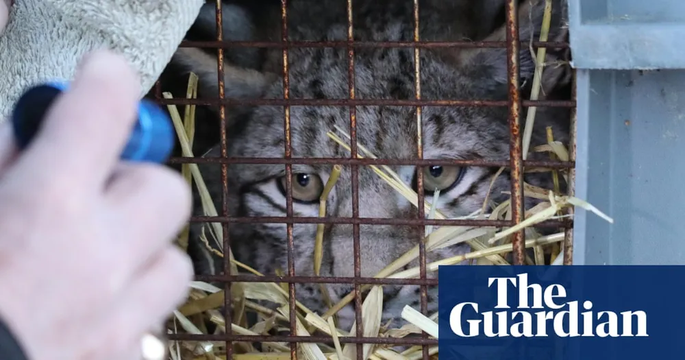 Lynx Released in Scottish Highlands Dies Overnight