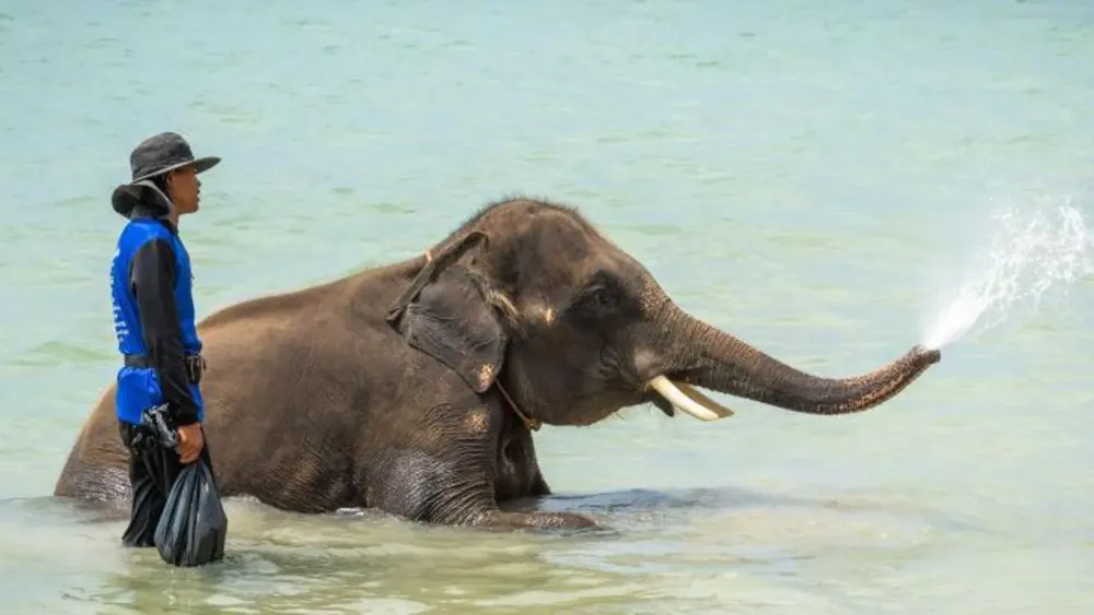 Mahout Faces Charges After Elephant Fatally Attacks Tourist in Thailand