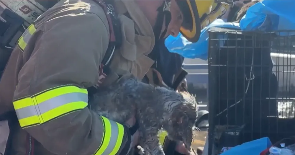 Major fire claims lives of 579 animals at Dallas shopping center