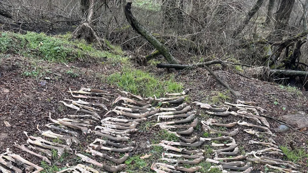 Man Discovers Collection of Deer Bones While Walking in Ohio Woods