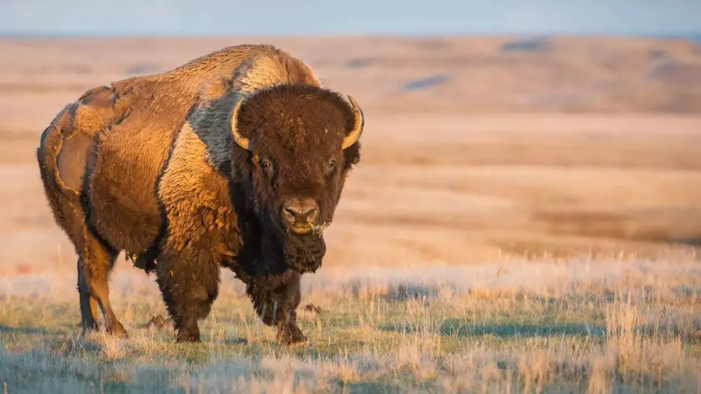 Man Injured by Bison in Yellowstone After Approaching Animal Too Closely