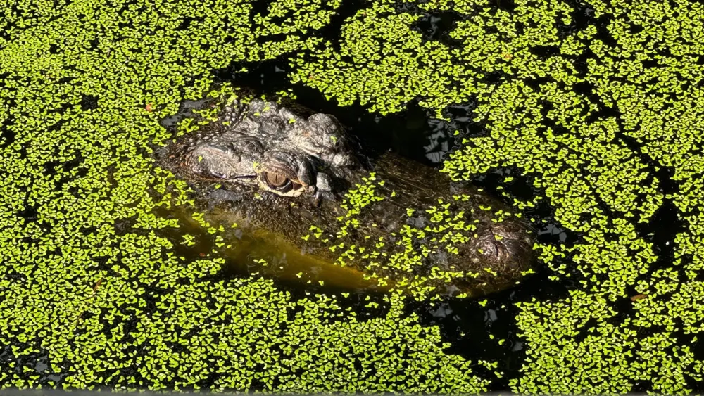 Managing Australia's Thriving Saltwater Crocodile Population