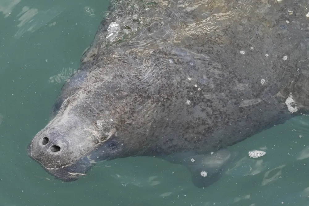 Manatees Seek Warmth Near Florida Power Plants Amid Polar Vortex