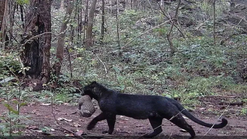 Melanistic leopard captured on camera in Odisha's Nayagarh forest