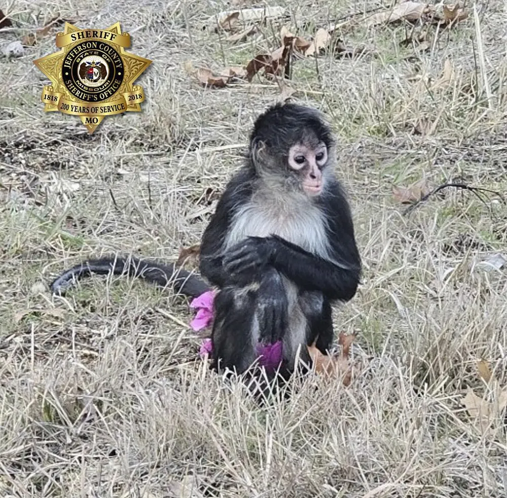 Banana Mishap: Missouri Authorities Capture Escaped Monkey in a Tutu