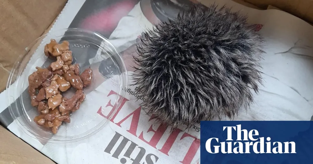 Misunderstood Hedgehog Rescue: Woman Brings Hat Bobble to Wildlife Hospital