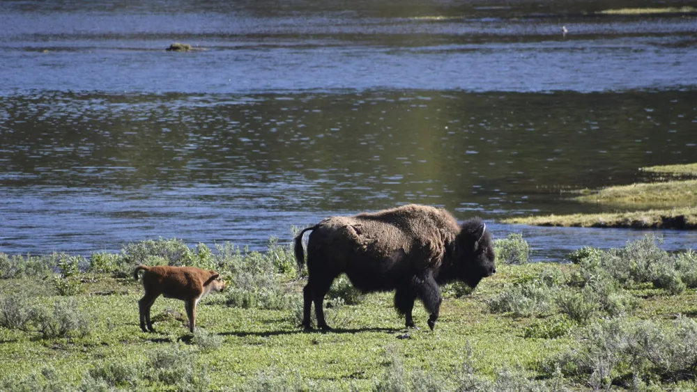 Montana Challenges Yellowstone's Bison Management Plan with Lawsuit