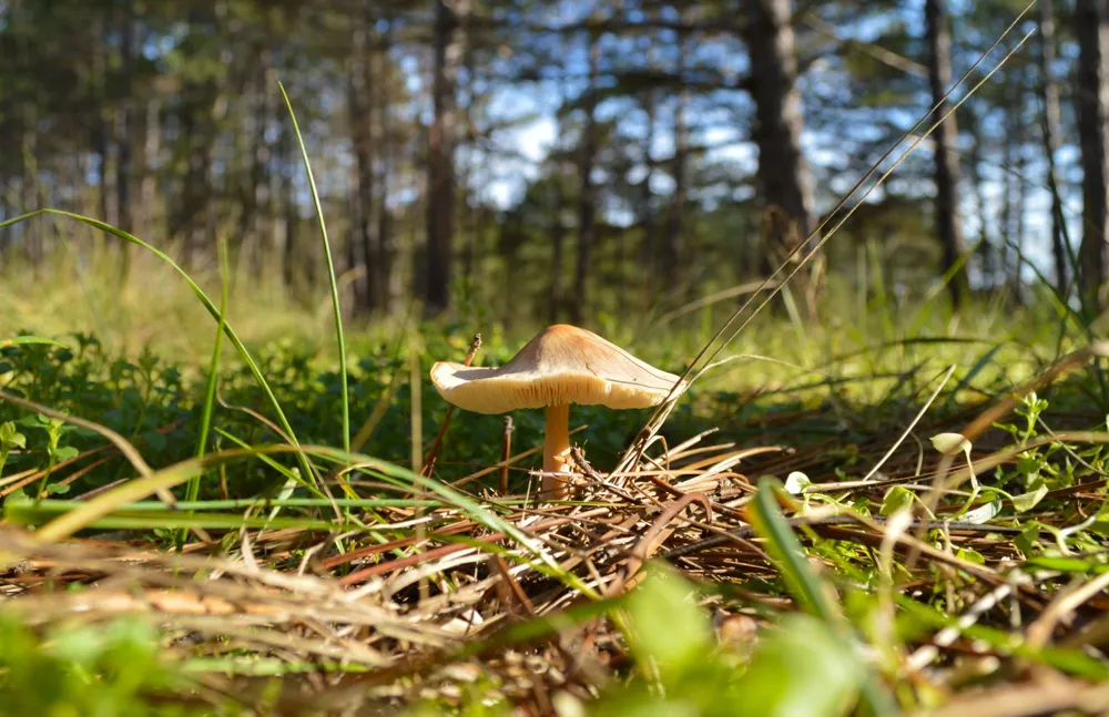 Monterey County Issues Alert Following Hospitalization from Severe Mushroom Poisoning