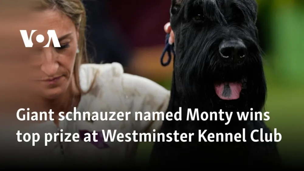 Monty the Giant Schnauzer Triumphs at Westminster Kennel Club Dog Show