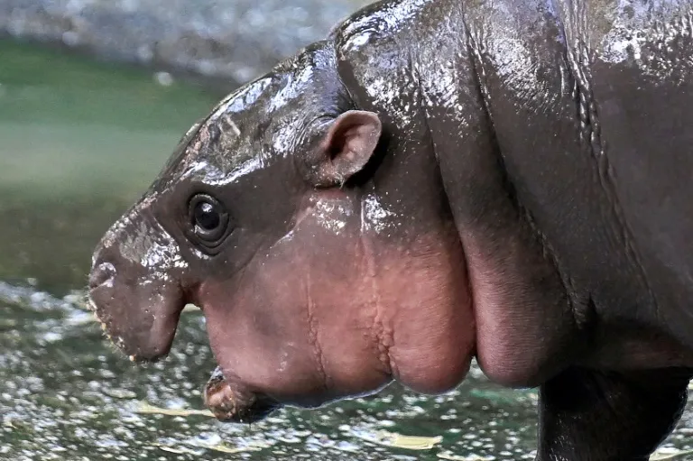 Moo Deng, Thailand's Viral Baby Hippo, Celebrates First Birthday with Star-Studded Festivities