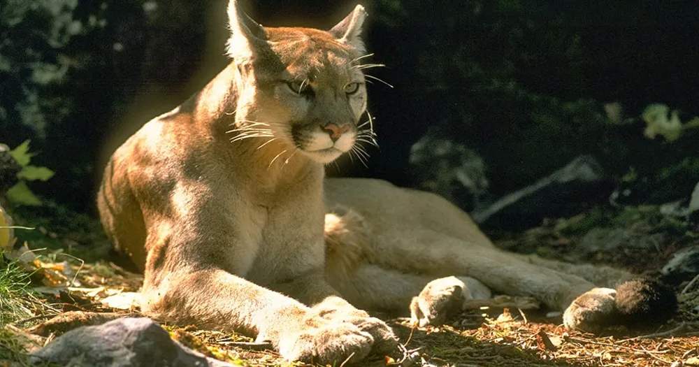 4-year-old hospitalized after mountain lion attack at Olympic National Park