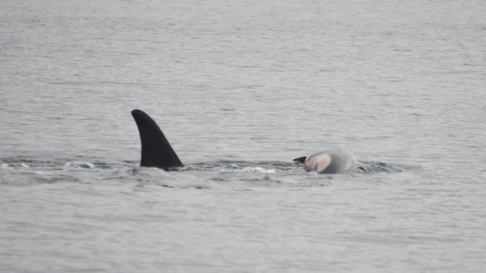 Mourning Orca Tahlequah Carries Dead Calf, Echoes Past Grief