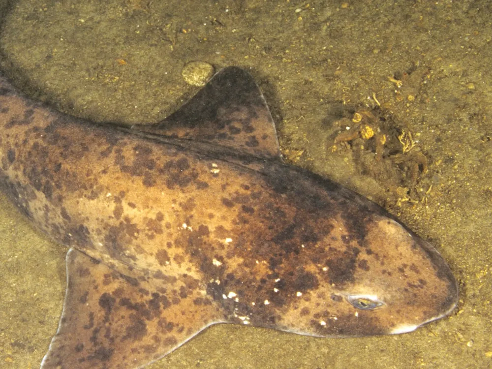 Mystery of Baby Swell Shark's Birth in All-Female Aquarium Capture Experts' Attention