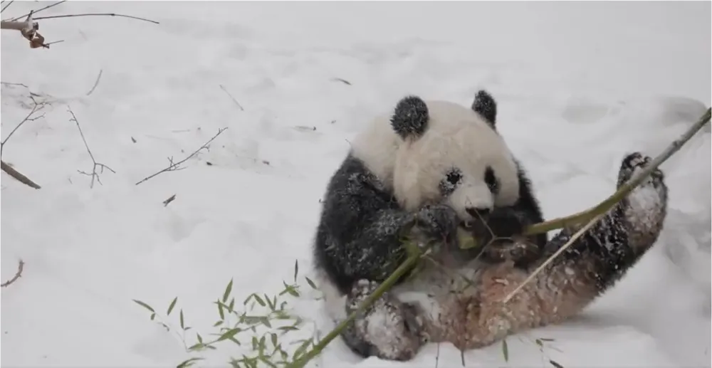 National Zoo's Giant Pandas Enjoy First Snow in D.C.