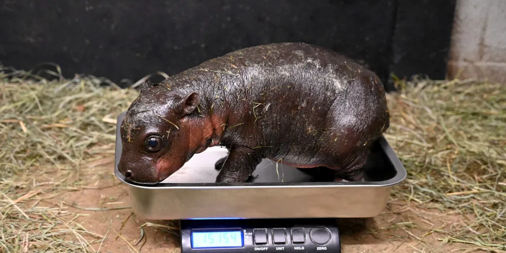 Endangered Baby Pygmy Hippo Born at Metro Richmond Zoo Just Before Christmas