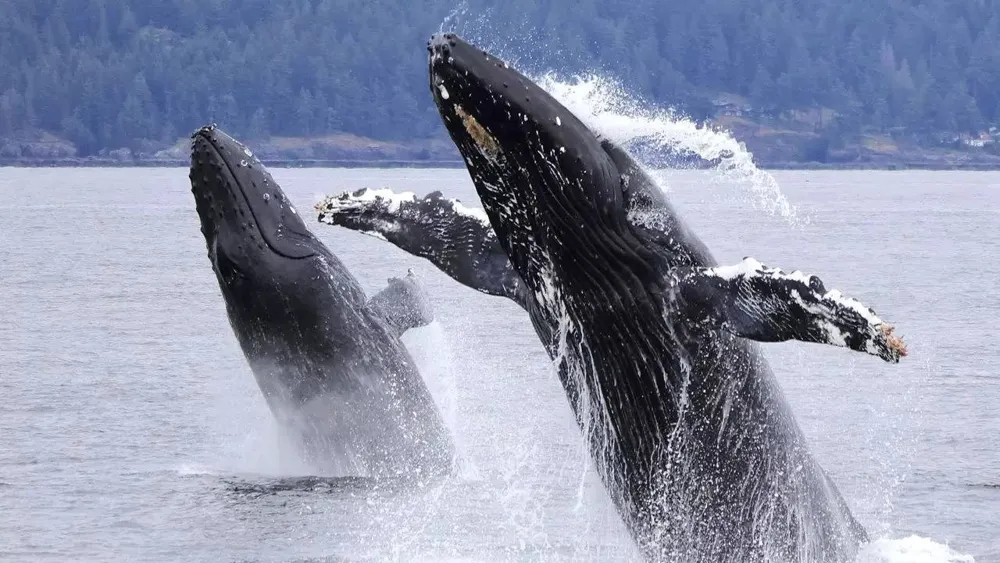 New findings indicate whales can live up to 150 years, overturning previous lifespan estimates