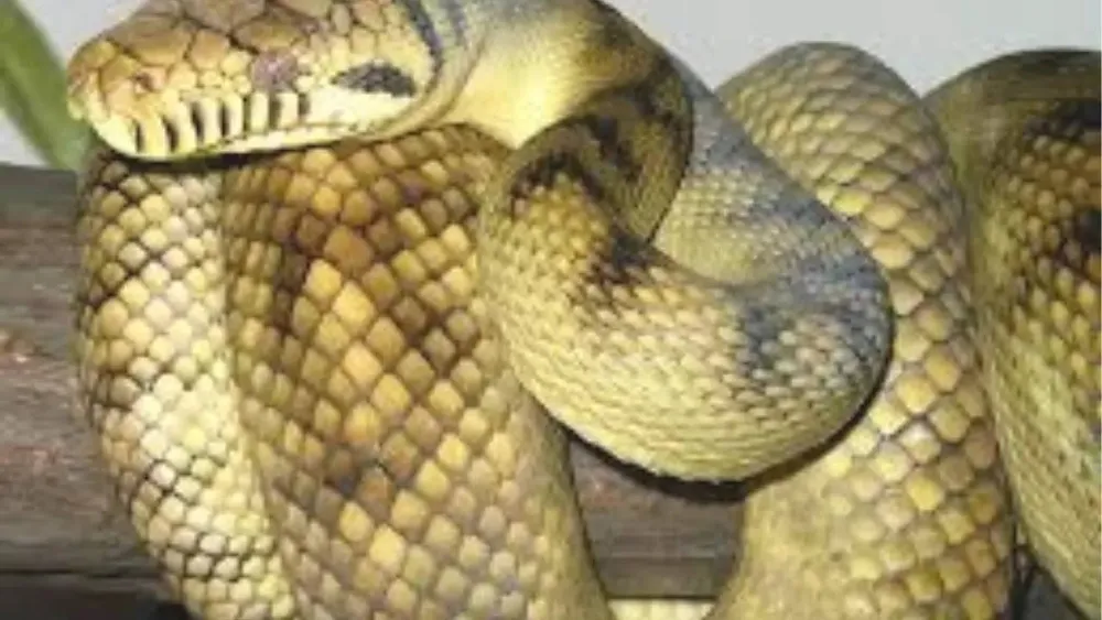 New Insights into Amethystine Python's Remarkable Climbing Skills