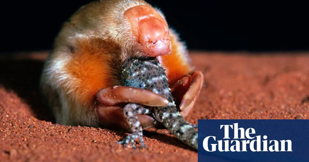 New Insights Uncover Unique Biology of Australian Marsupial Mole