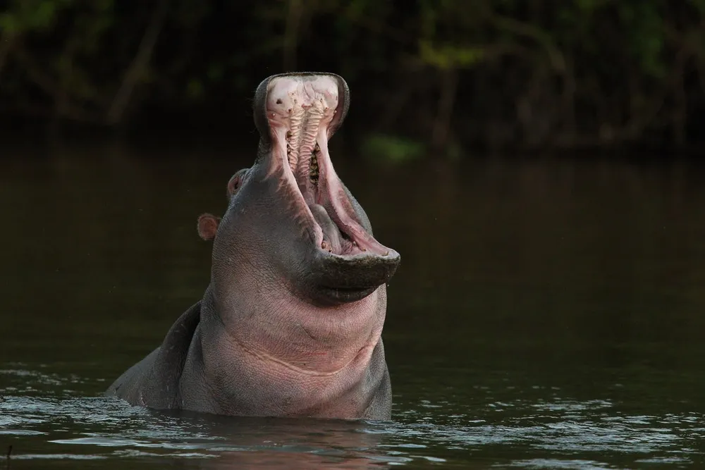 New Jersey Man Files Lawsuit Against Safari Company After Wife's Fatal Hippo Attack in Zambia