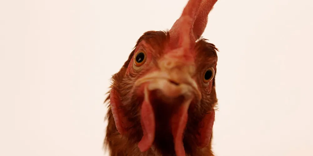 New Laws Set to Take Effect in 2025: Eggs, Gun Regulations, and More