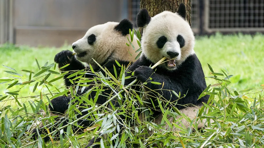 New Pandas at DC Zoo Enjoy Playful Day in the Snow