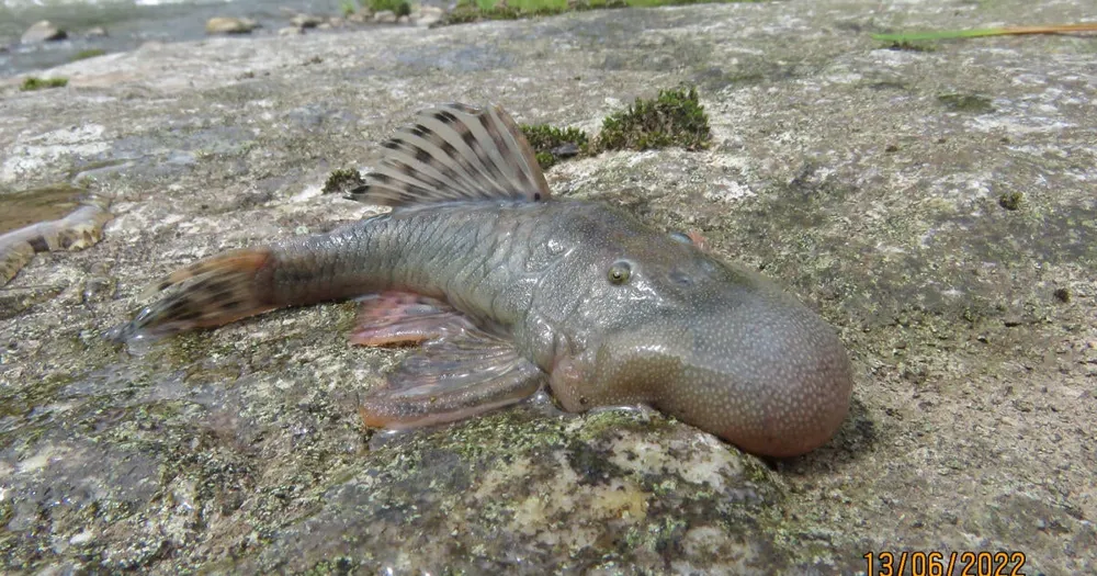 New Species Discovered in 2024: Vampire Hedgehog, Pygmy Pipehorse, and Blob-Headed Fish