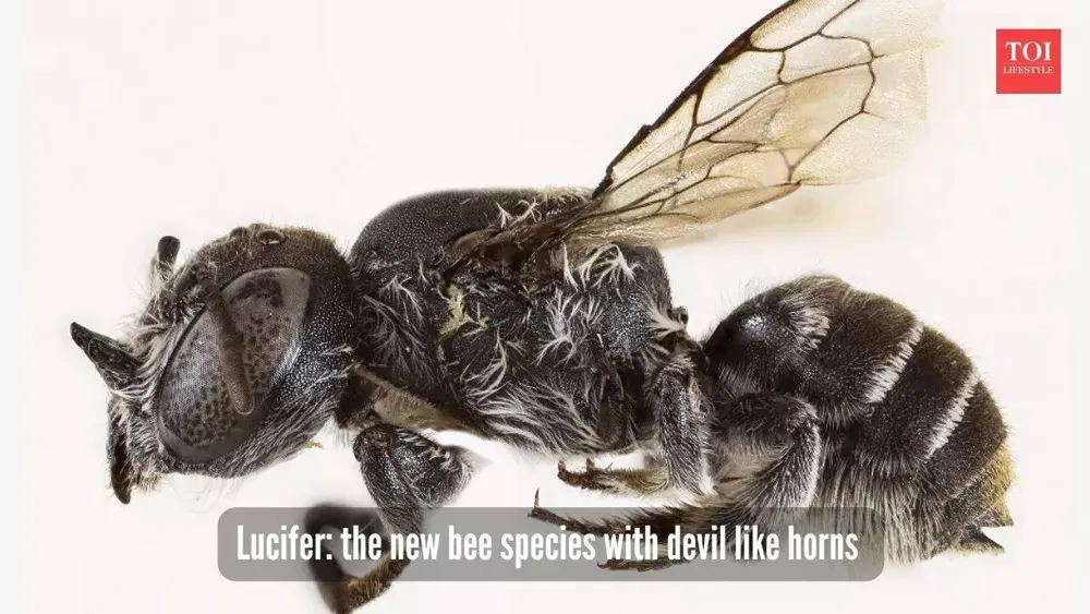 Newly Discovered “Lucifer” Bee with Devil-Like Horns Found in Australia