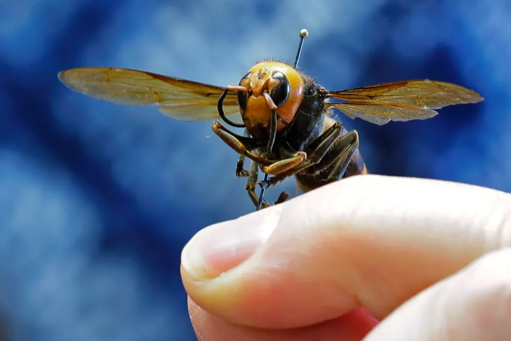 North America Declares End to ‘Murder Hornet’ Threat After Five-Year Battle