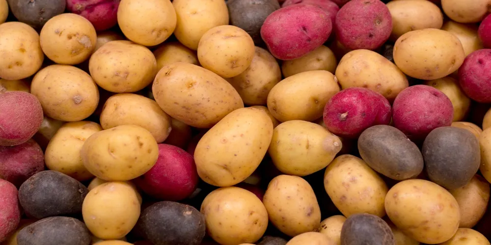 Nutrition experts caution against eating raw potatoes for health reasons