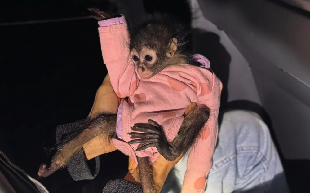 Officer Stops Speeding Rolls Royce, Discovers Infant Monkey Inside