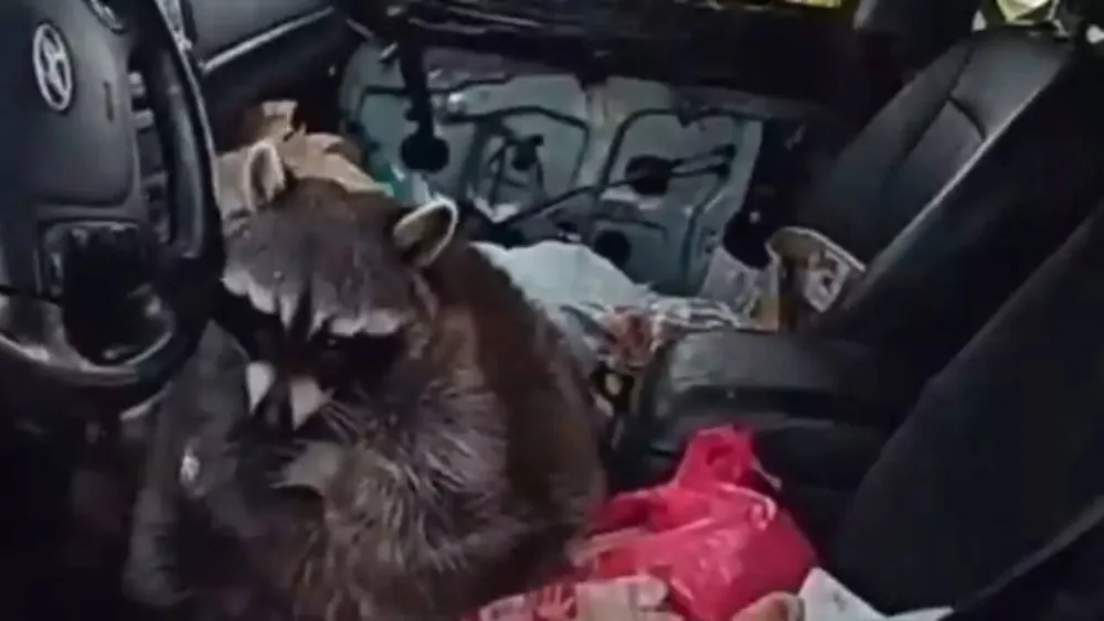 Ohio Woman Arrested After Raccoon Named Chewy Found with Meth Pipe During Traffic Stop