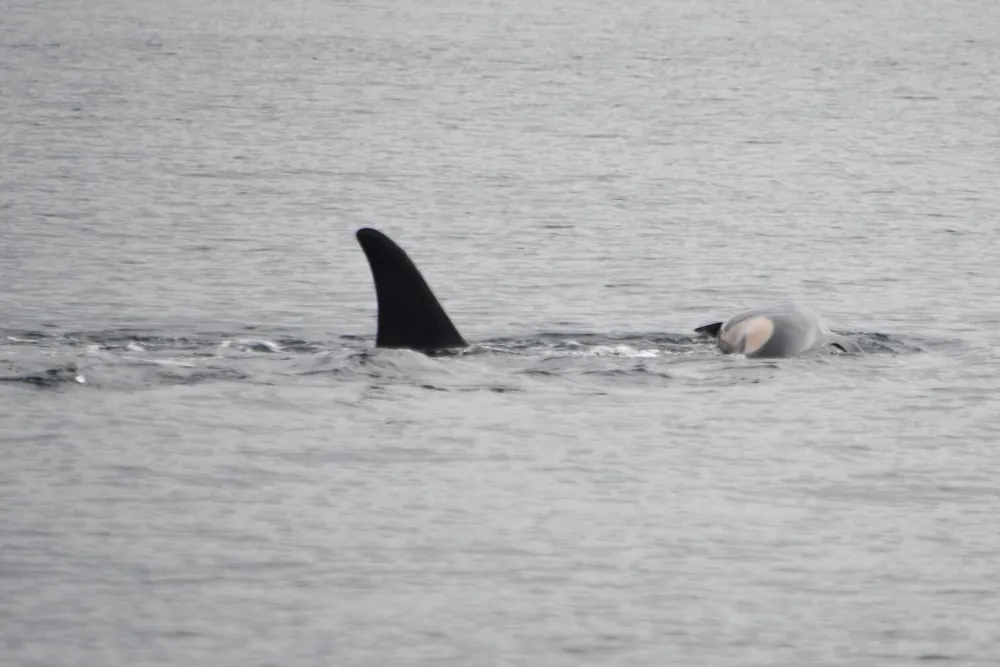 Orca J35 mourns the loss of her calf J61 just weeks after birth