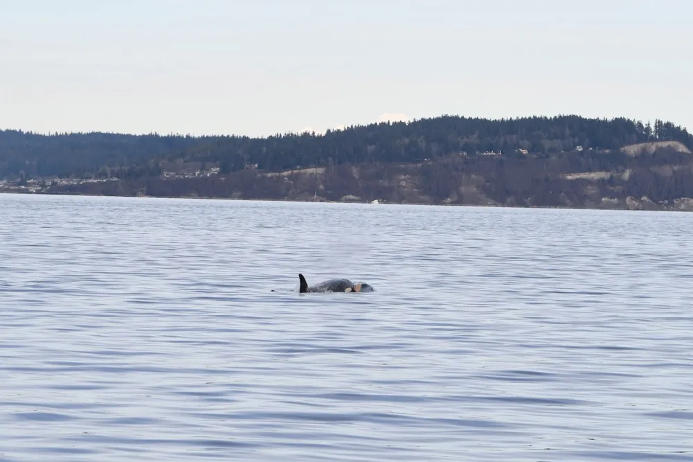 Orca mother Tahlequah mourns anew with the loss of her calf J61, echoing past grief