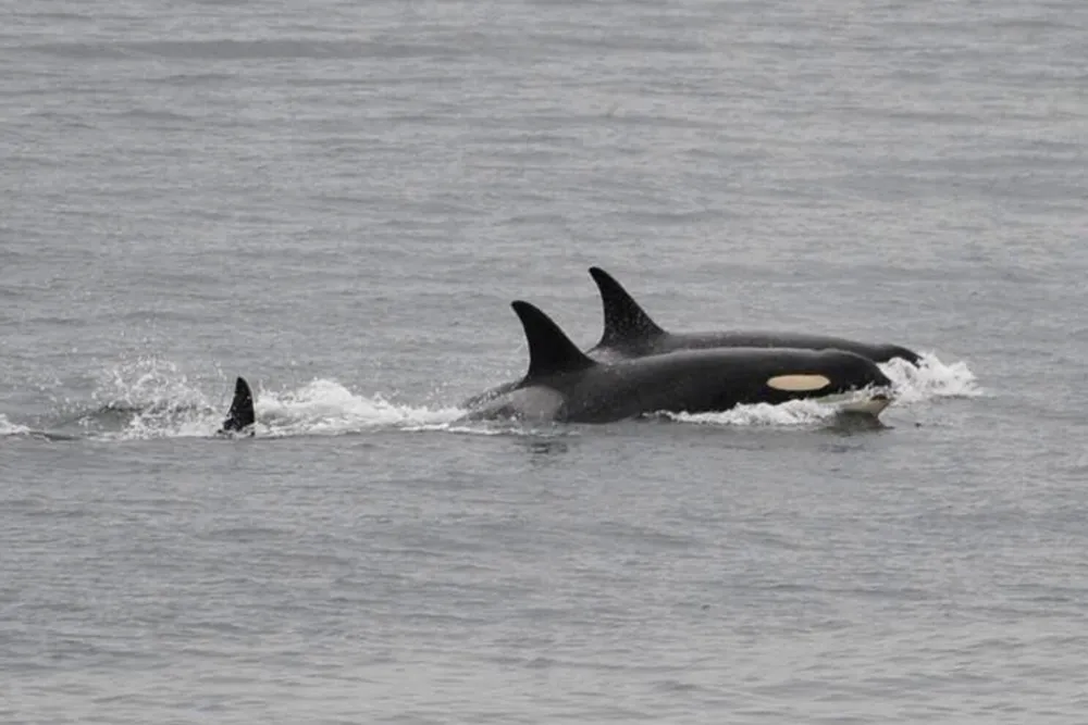 Tahlequah, the Orca, Saddened by Second Calf Loss in Puget Sound