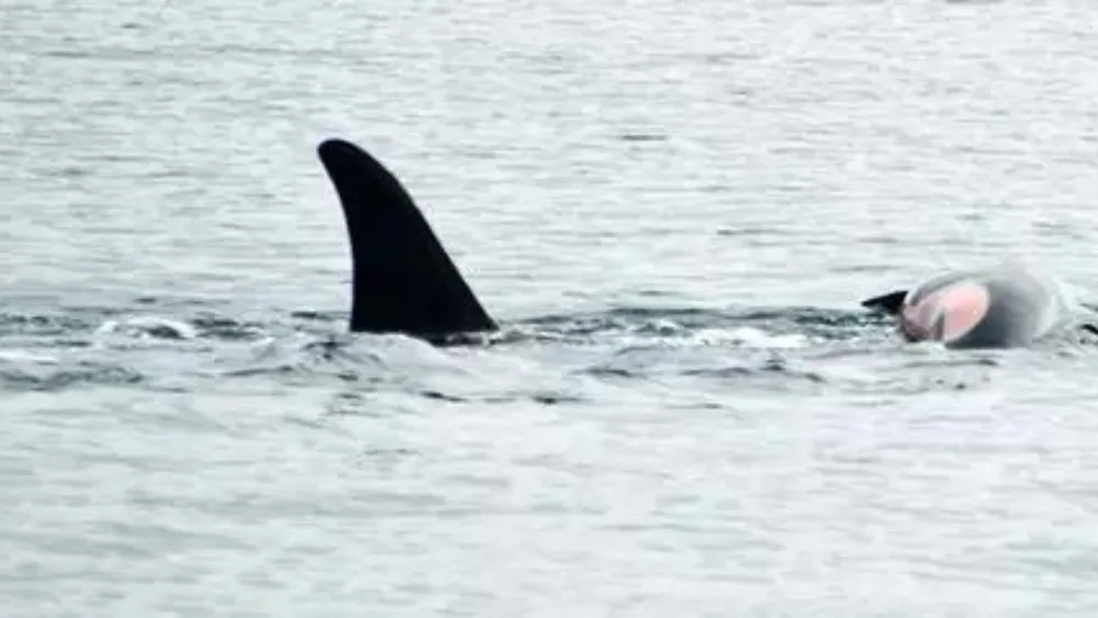 Orca Tahlequah mourns another dead calf, echoing her 2018 grief