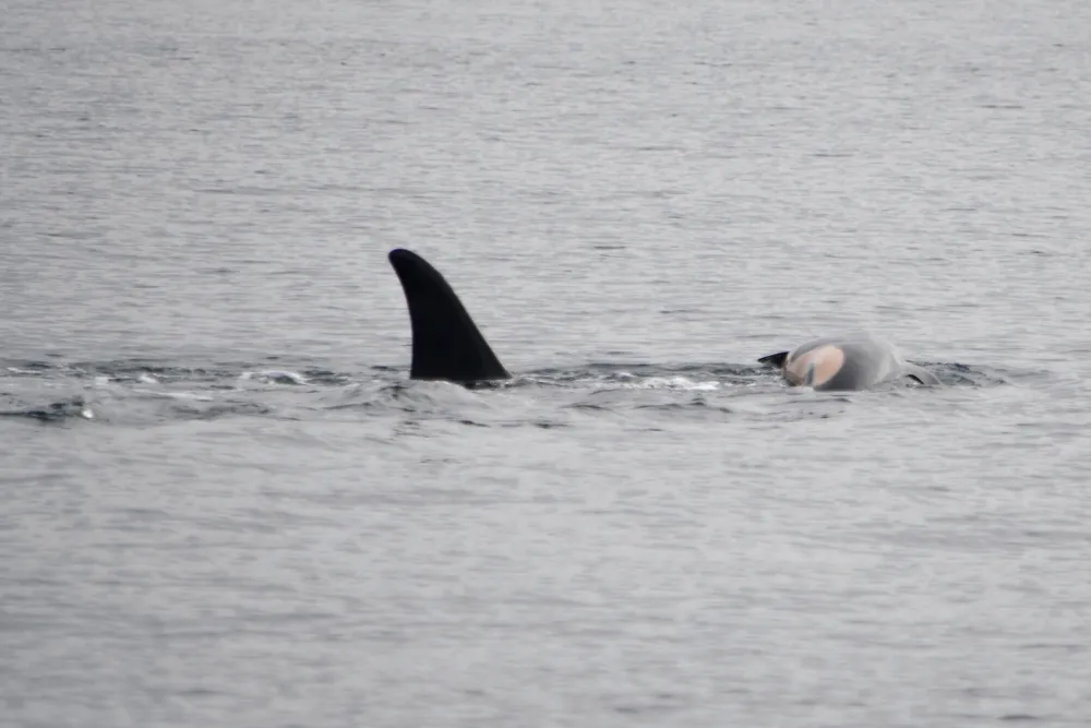 Tahlequah the Orca Grieves Again: Carrying Her Dead Newborn for the Second Time