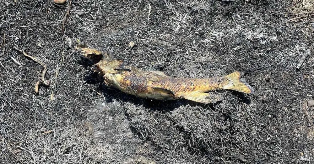 Osprey Accidentally Sparks Brush Fire in Canadian Town