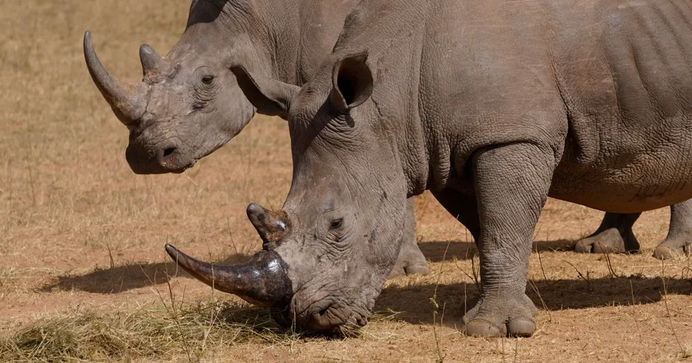 Over 100 Rhinos Killed by Poachers in South Africa This Year