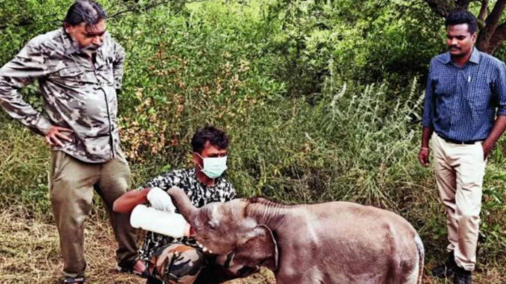 Overcoming Struggles: The Rescue and Rewilding of Orphaned Elephant Calves