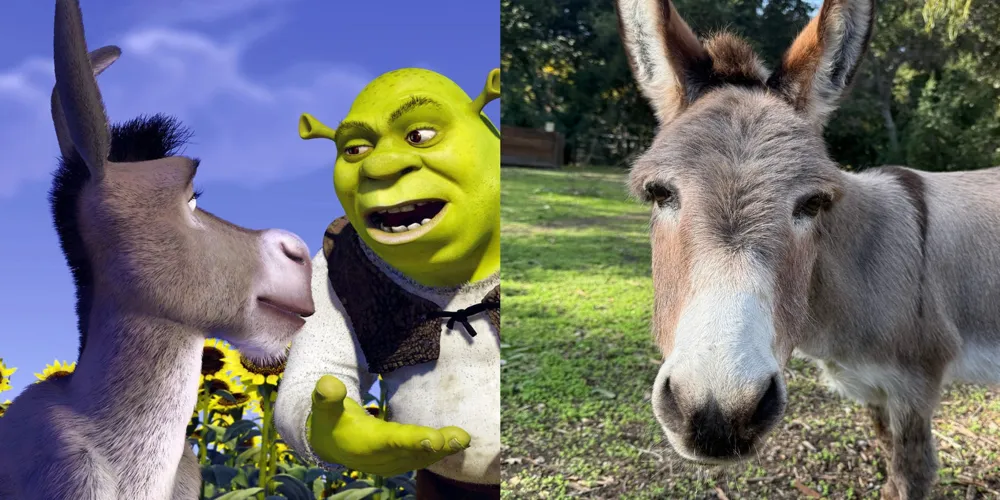 Perry the Donkey, Beloved Inspiration for 'Shrek' Character, Passes Away at 30