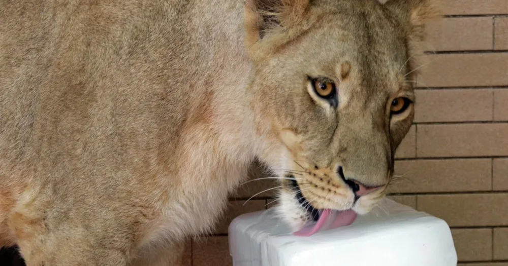 Escaped pet lion attacks woman and children in Lahore