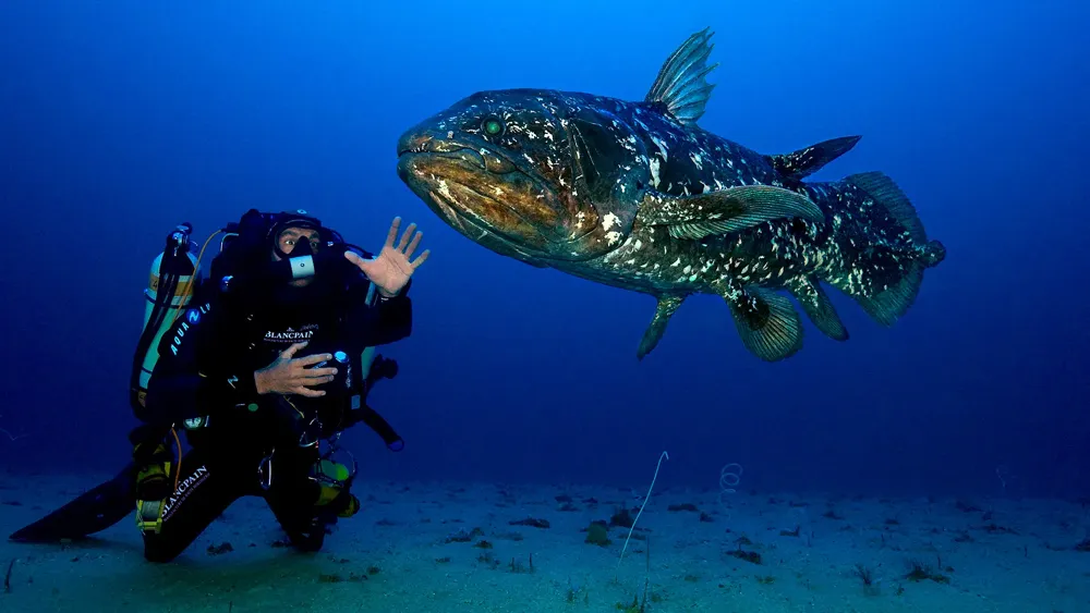 Photographer Captures Image of Rare Living Coelacanth in Deep Ocean