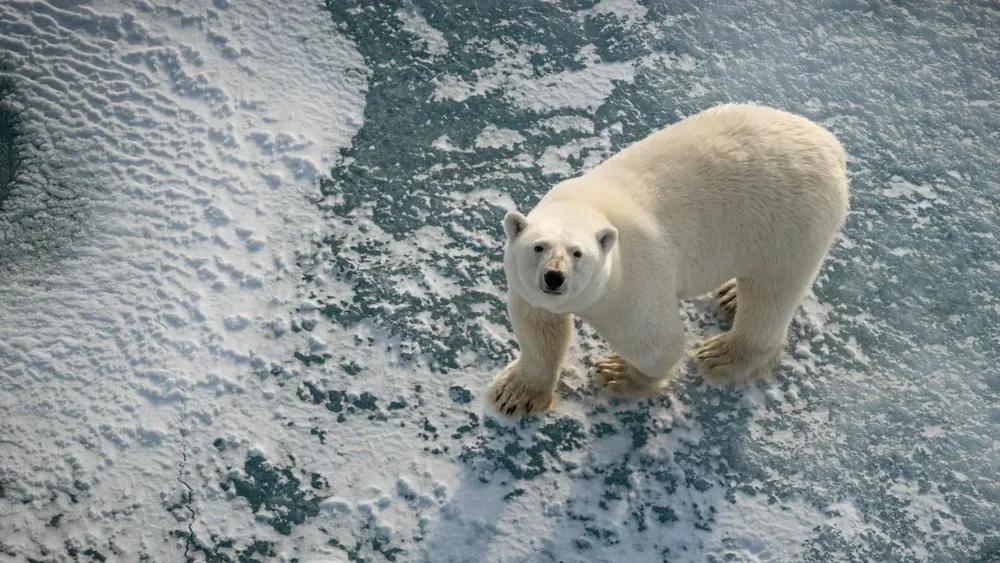 Svalbard polar bears thriving despite climate-induced sea ice loss