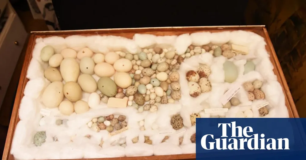 Police Recover 6,000 Wild Birds' Eggs in Largest British Seizure Ever