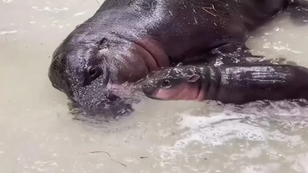 Poppy the baby pygmy hippo enjoys her first swim with mother at Richmond Zoo