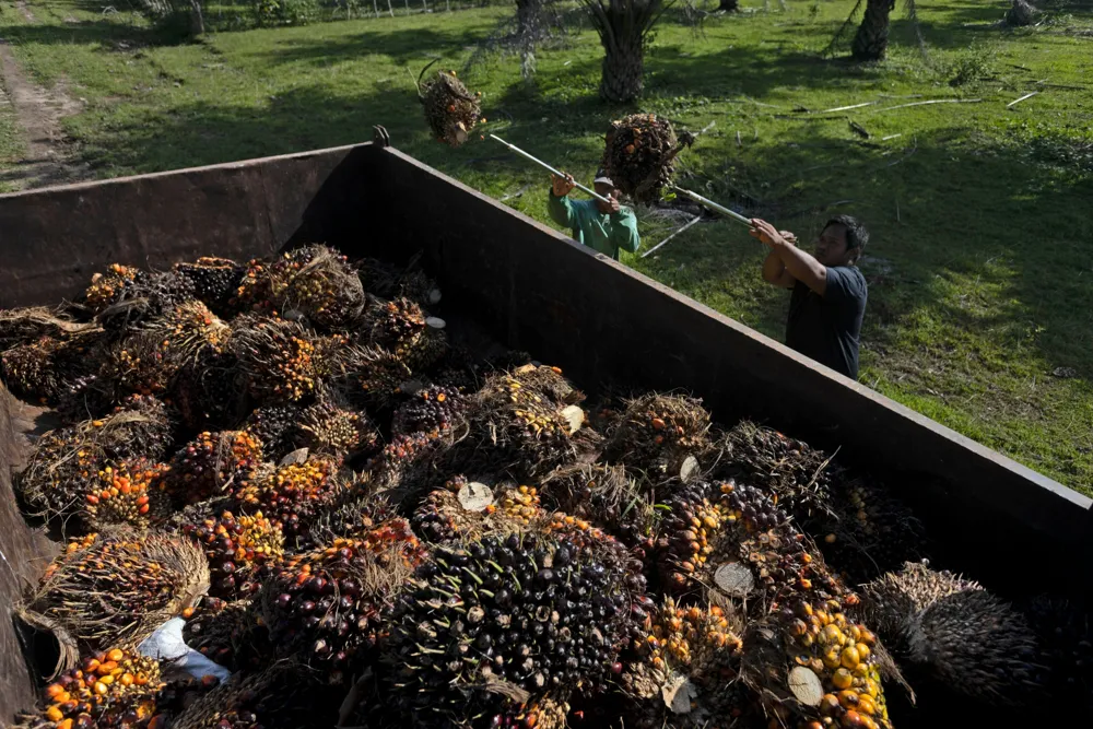 Prabowo Advocates for Protective Measures in Indonesia's Palm Oil Sector Against Foreign Interests