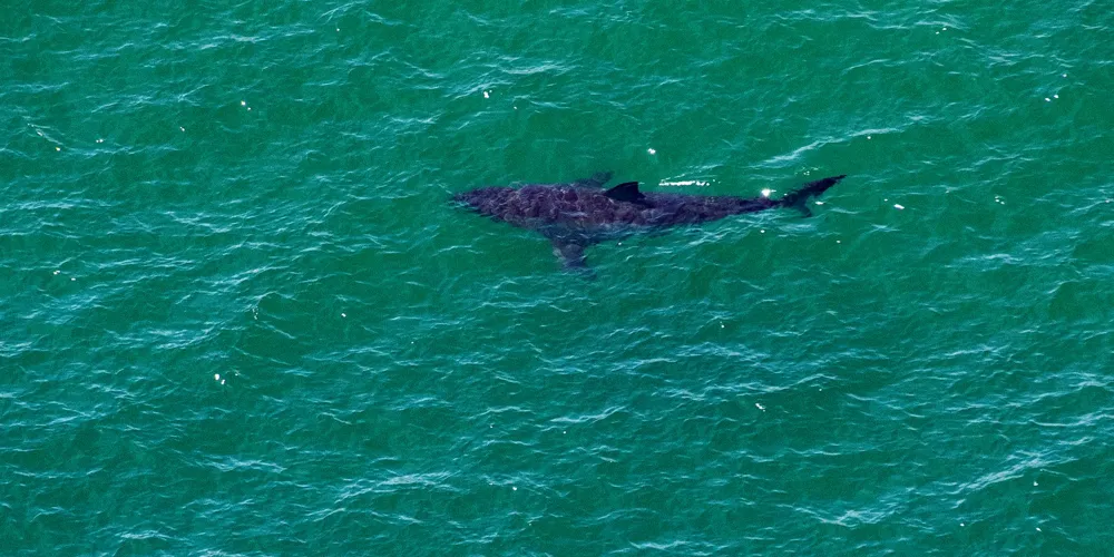 Presumed dead surfer missing after likely shark attack in Australia