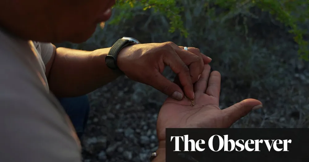 Psychedelic Cactus Peyote Faces Shortage Amid Rising Demand from Western Seekers